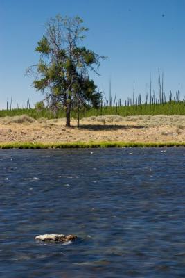 Madison river