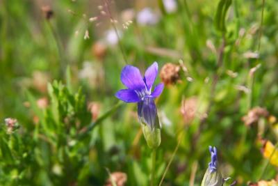 Flower near the madison river
