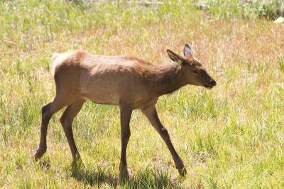 Young elk