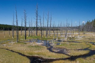 Silicated trees in the runoff
