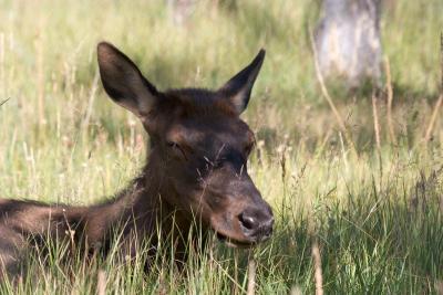 Elk along the Old Faithful trail