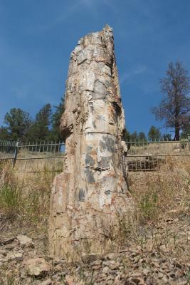 Petrified tree