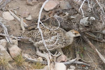 Ptarmigan along the Mt Washburn trail