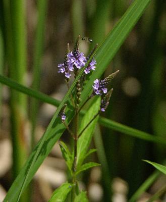 Blue Vervain 062.jpg