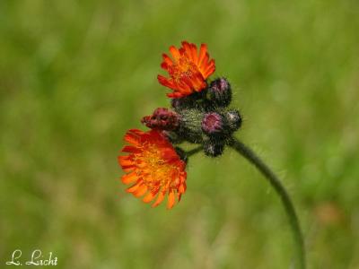 Orange Hawkweed  187.jpg