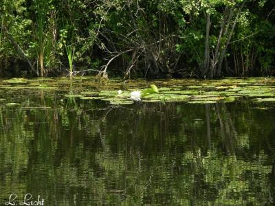 Serene Scene 057.jpg