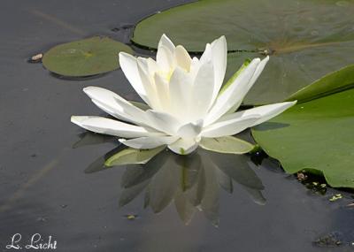 Reflections of a Beauty  045.jpg