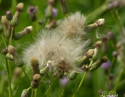 Thistle down 077.jpg