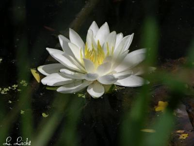 Water Lily 040.jpg
