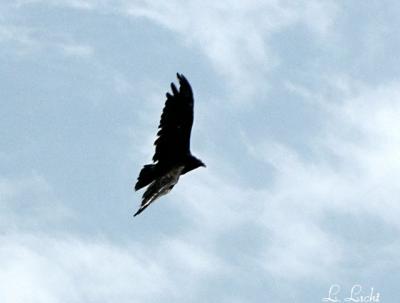 Flight of the Vulture 008.jpg