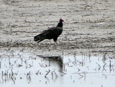 Vulture  011.jpg