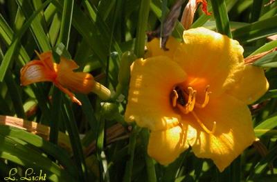 Day Lily 080.jpg