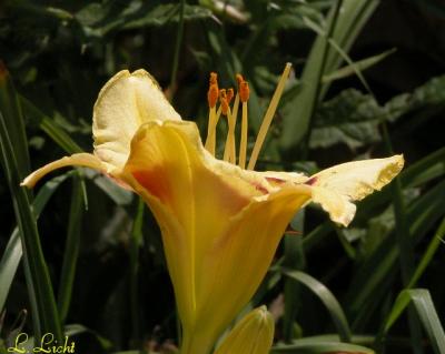 Day Lily 085.jpg