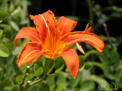 Prairie Lily 017.jpg