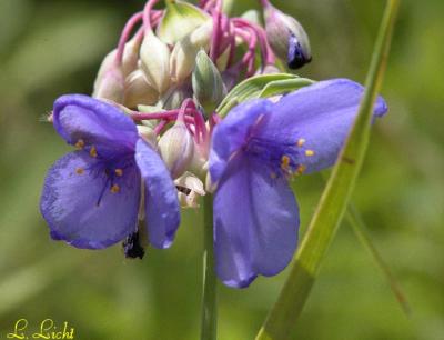 Spiderwort 058.jpg