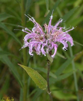 Wild Bergamot 033.jpg