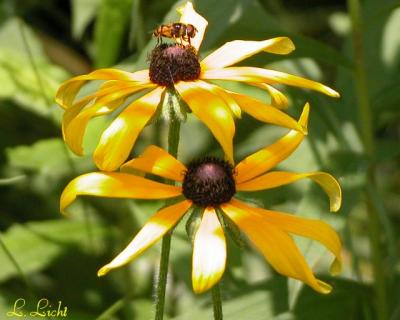 Yellow Cone Flower and company  019.jpg