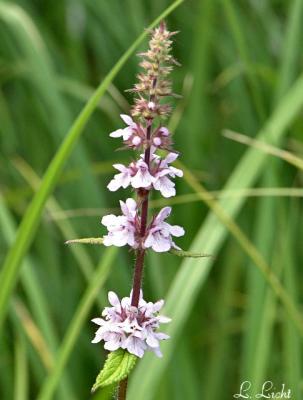 Hedge Nettle 206.jpg