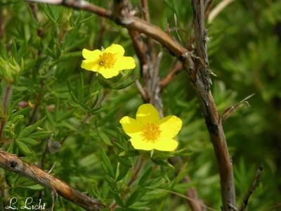 Little yellow posies 157.jpg