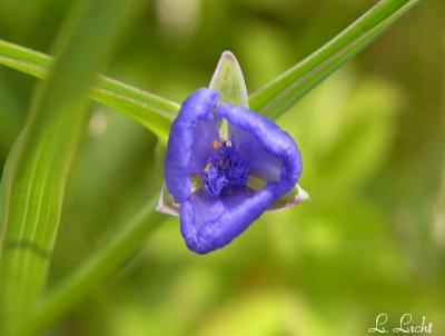 Single blue 160.jpg