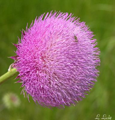 Thistle 198.jpg