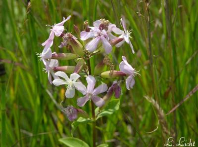 Wild Phlox 152.jpg
