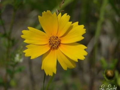 Sand Coreopsis 169.jpg