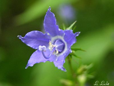 Tall Bellflower 032.jpg