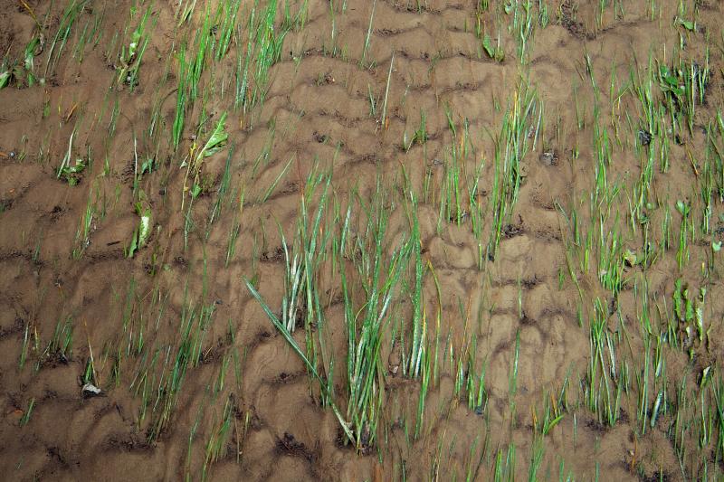 Flood Grass