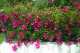 Rosy Weeds
