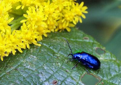 alder-flea-beetle-6932.jpg