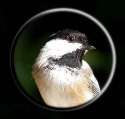 chickadee-6186.jpg