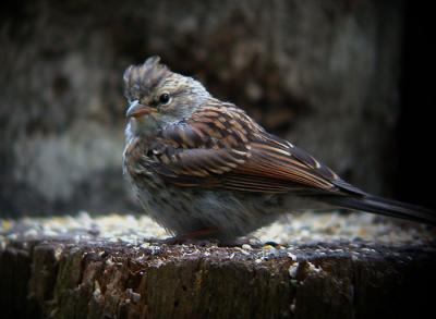 chipping-sparrow-juv-6094.jpg