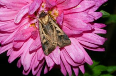 dingy-cutworm-moth-6586.jpg