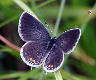 eastern-tailed-blue-7081.jpg