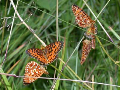 flitter-fritillary.jpg