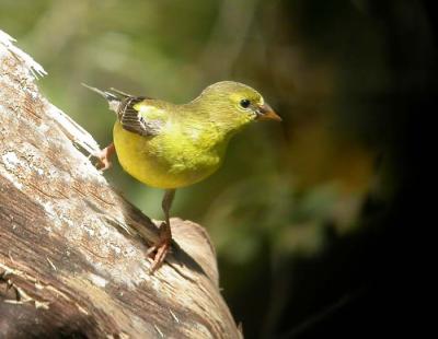 goldfinch 6207.jpg