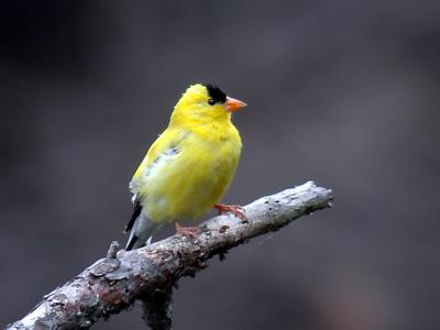 goldfinch-5450.jpg