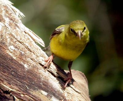 goldfinch-6211.jpg