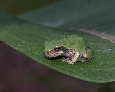 gray-tree-frog-7118.jpg