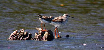 greaterlesser-yellowlegs.jpg