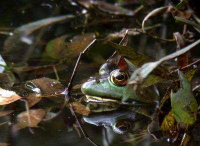 green-frog-5683.jpg