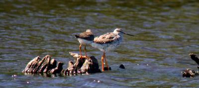 grt-less-yellowlegs-6011.jpg