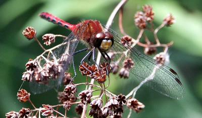 meadowhawk-6494.jpg