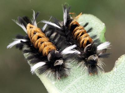 milkweed-tussock-caterpill.jpg