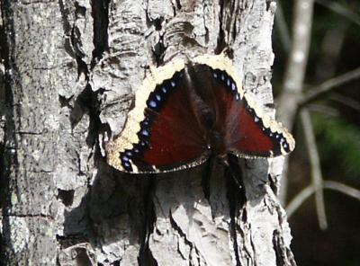 mourning-cloak-fall-7235.jpg