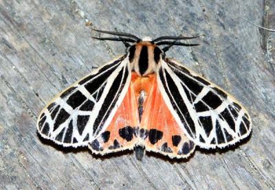parthenice-tiger-moth-6475.jpg