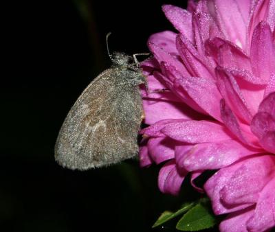 prairie-ringlet-night-6585.jpg