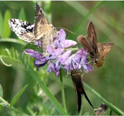 skipper-moth-vetch-5983.jpg