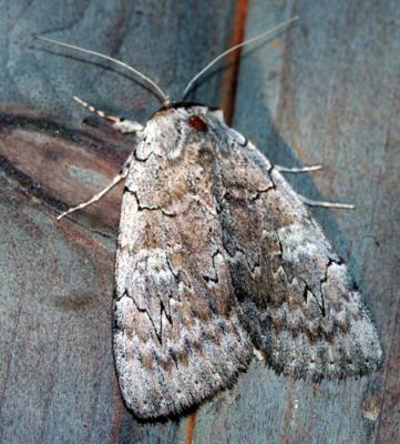 sleepy-underwing-6976.jpg